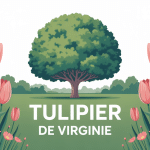 tulipier de virginie inconvénients illustration arbre dans grand jardin