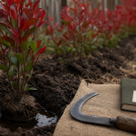 Quand planter photinia : jeunes photinias en terre, haie dense