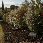 Arbuste pour haie croissance rapide : jeunes persistants plantés le long d’une terrasse