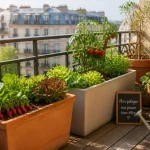 Potager urbain sur balcon : soleil, pots profonds et cultures faciles